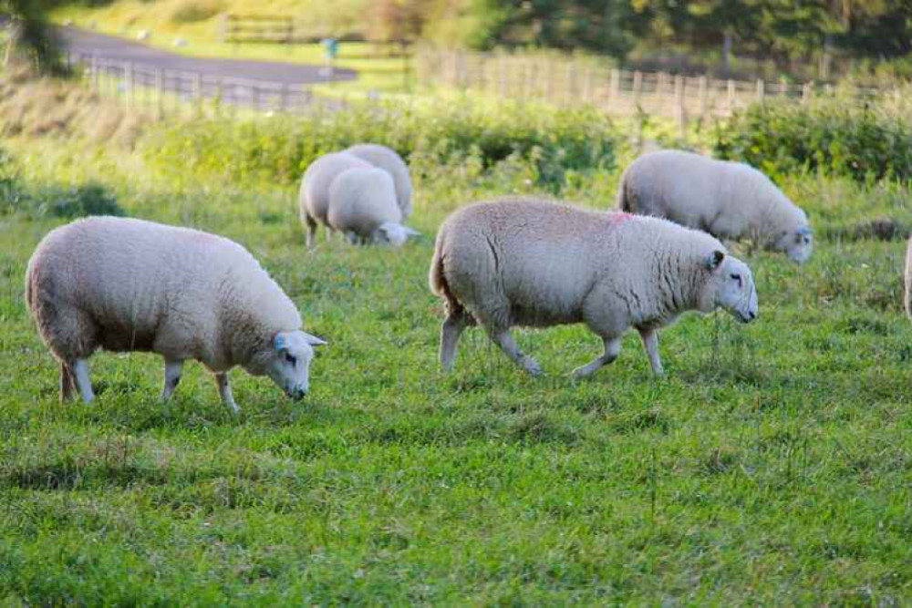 Police appeal after sheep attack in Shipton Gorge. 