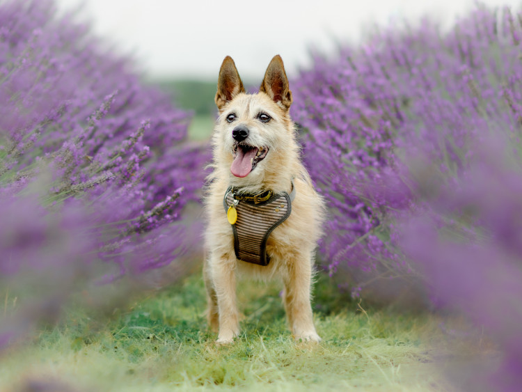 Dogs Trust Kenilworth is appealing for help in rehoming older dogs (image supplied)