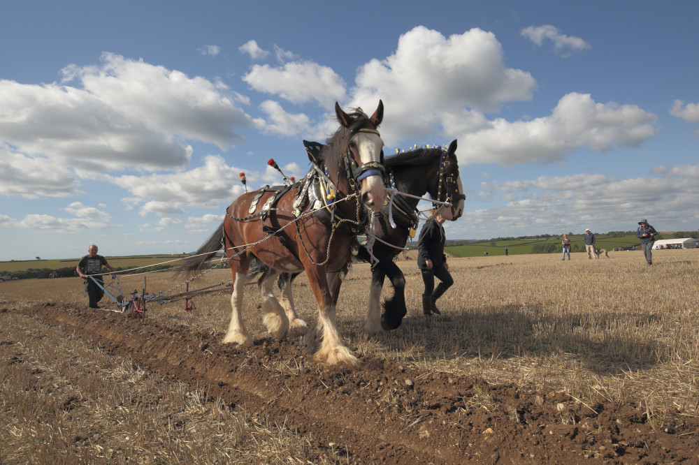 Results of Melplash Agricultural Society Hedgelaying and Ploughing Match. Photo shared by the society.