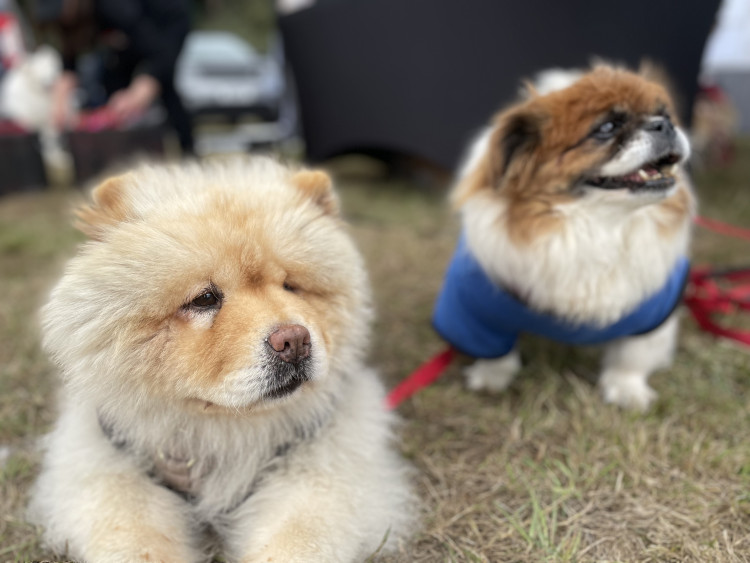 Dog Fest highlights canines saved from meat trade slaughter. CREDIT: The Animal News Agency  