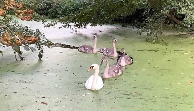 Swans on Hadleigh's River Brett (Picture credit: Kathleen Carr)