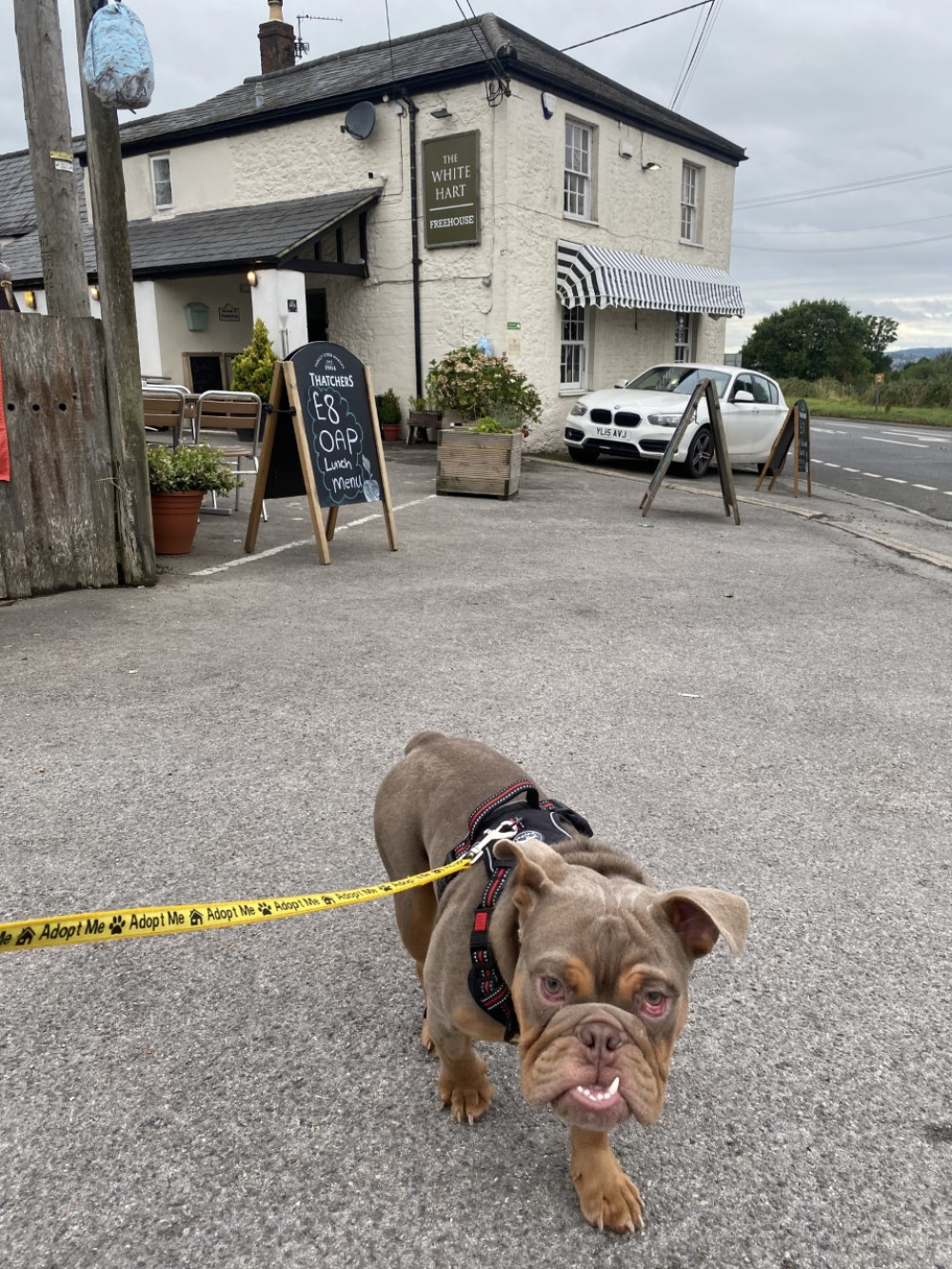 Brian the Bulldog stole lots of hearts - while he was at the White Hart