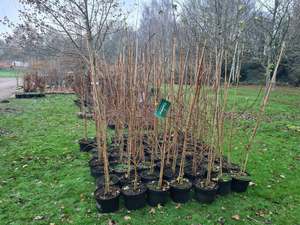 Free tree packs are available for planting in Leicestershire