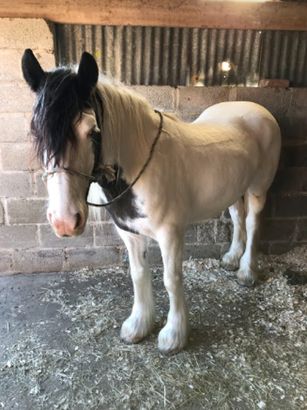 Dy can now be rehomed Dy can now be rehomed
