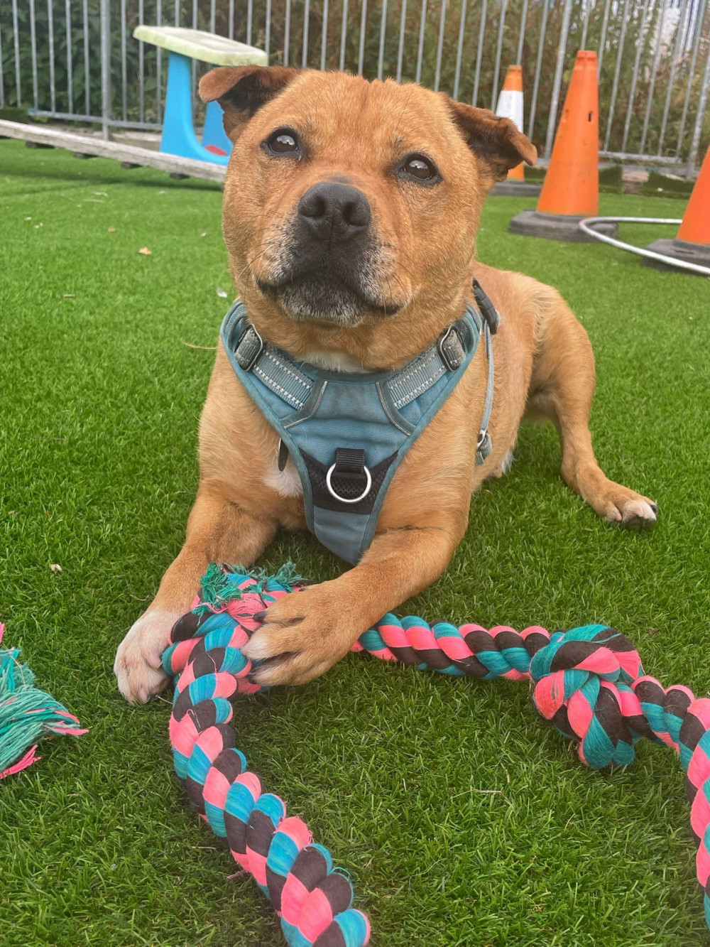 Bruce the Staffie chalked up nearly 300 days in the care of the RSPCA near Crewe (RSPCA).