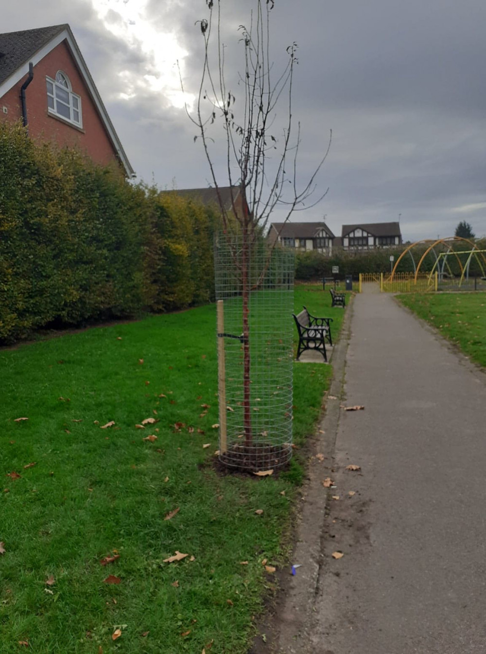 The ornamental cherry tree has been moved to the back of the park