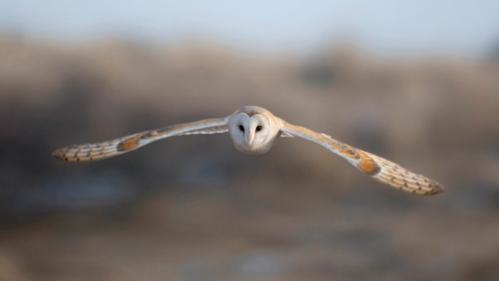 Silent flight Barn Owl  (Picture: Nub News)