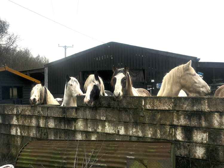 Just some of the 70 horses the sanctuary has taken in