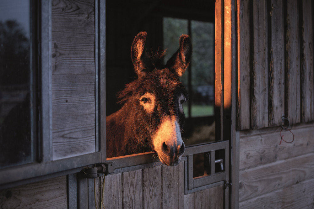 A resident donkey (Credit: The Donkey Sanctuary) 