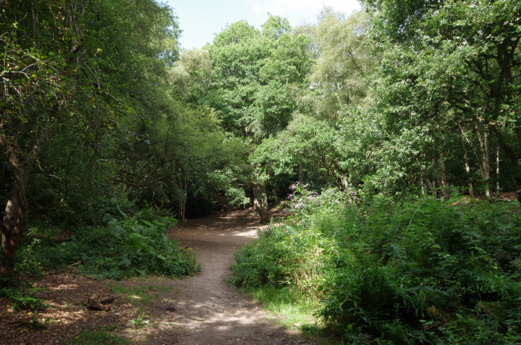 Councillors agreed unanimously that the plan should incorporate seven clear aims including improving biodiversity in green spaces (image by Richard Smith)