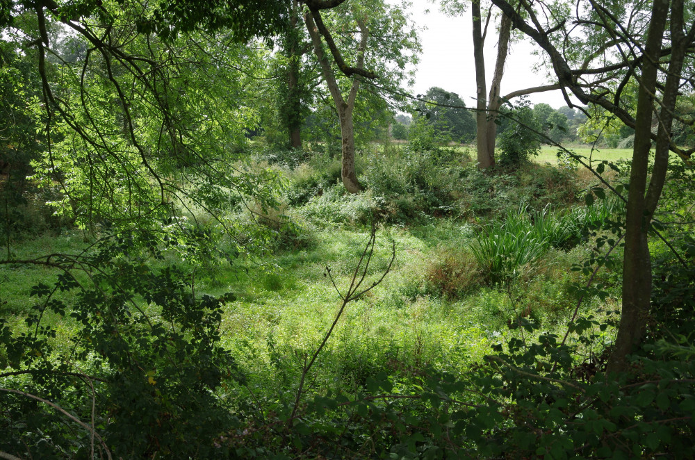 Councillors agreed unanimously that the plan should incorporate seven clear aims including improving biodiversity in green spaces (image by Richard Smith)