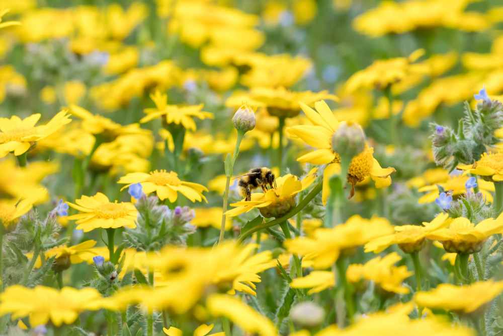 There was cross-party support for the petition to stop using pesticides across Warwick district (image via SWNS)