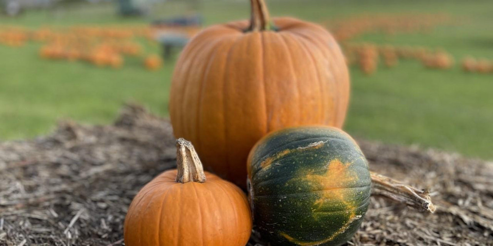 Pumpkin picking Dorchester