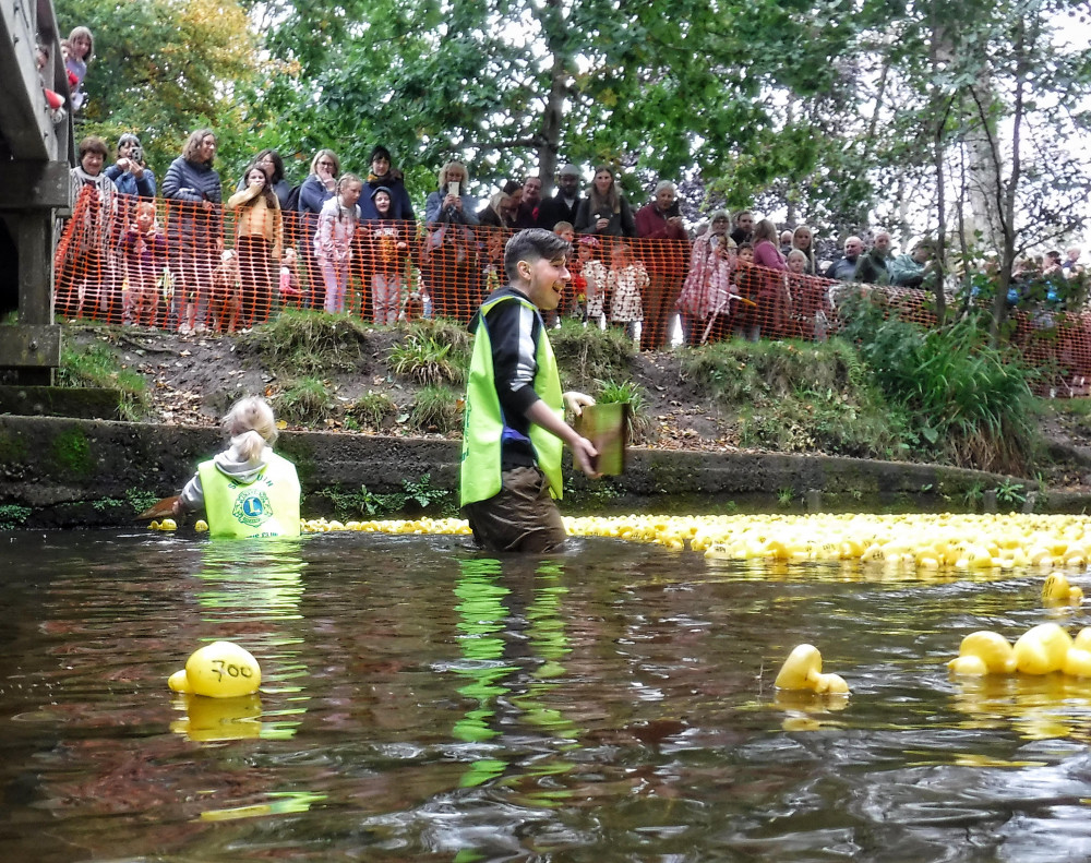Ducks starting on their way down the River Sid (Sidmouth Lions Club)