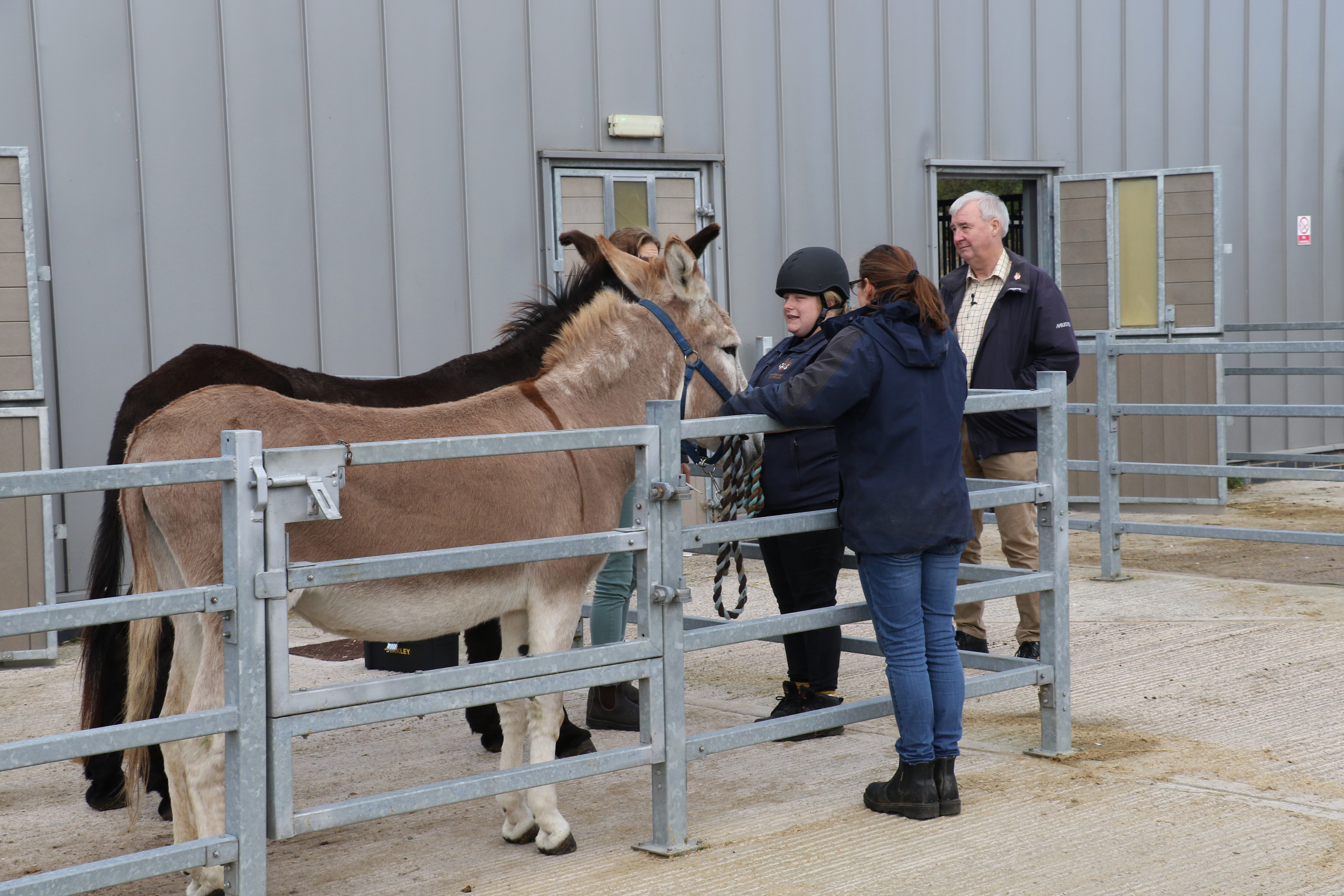 Peter Wright with Donkey Sanctuary staff and donkeys before an operation (Credit: The Donkey Sanctuary) 
