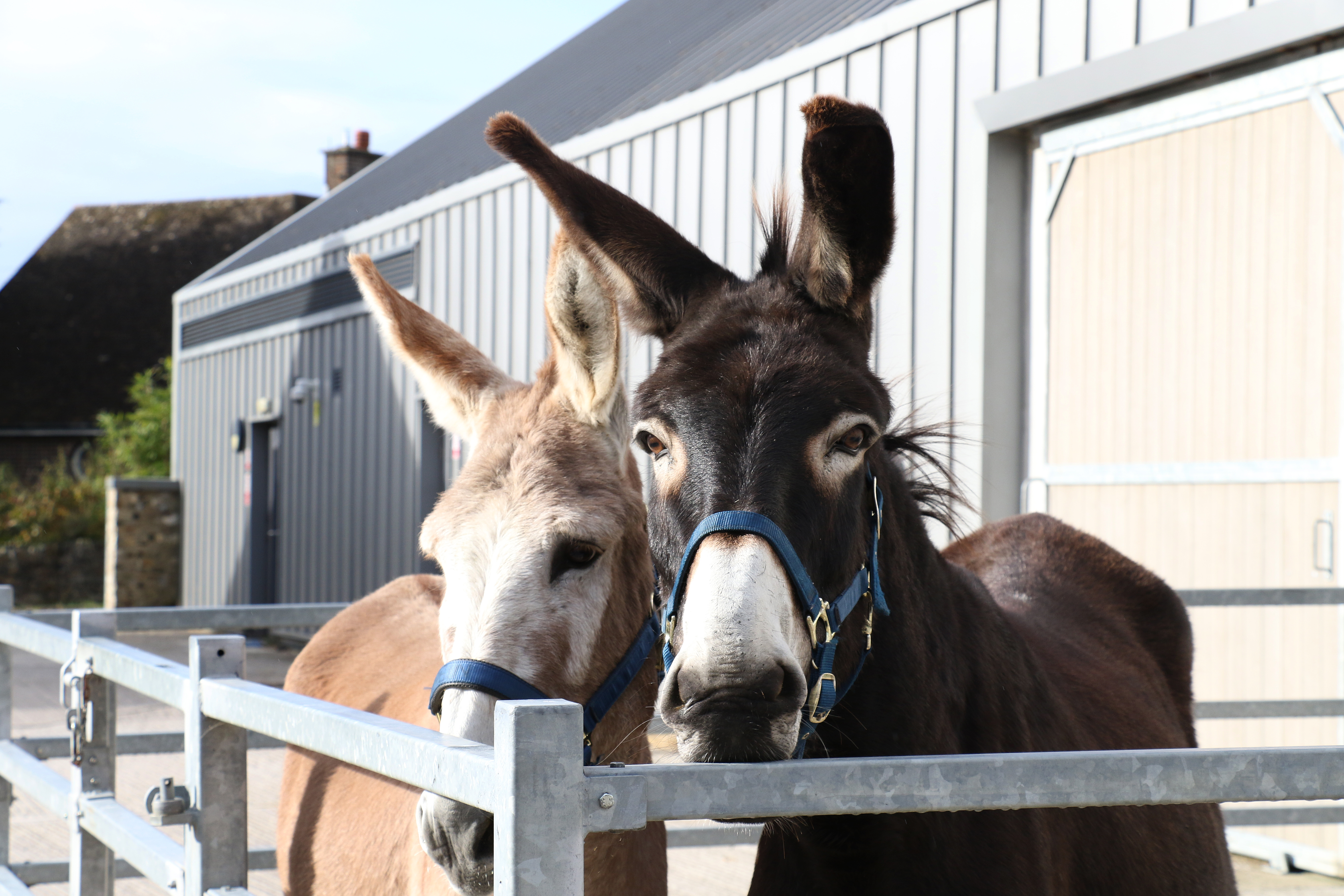 Donkey and a companion before an operation is carried out (Credit: The Donkey Sanctuary) 