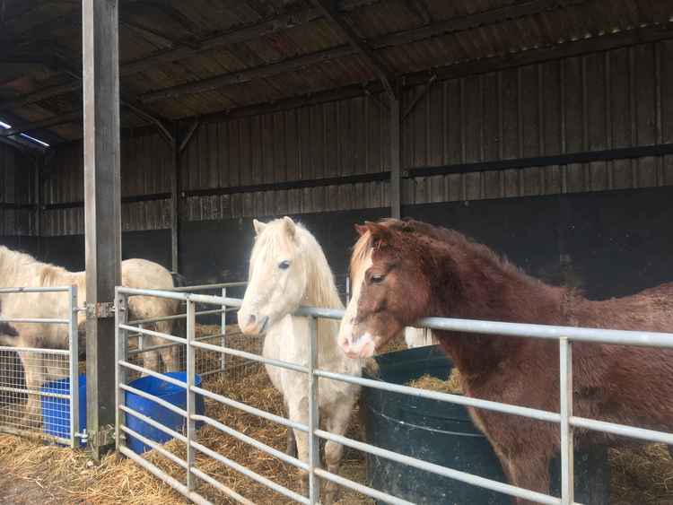 More of the horses at the sanctuary