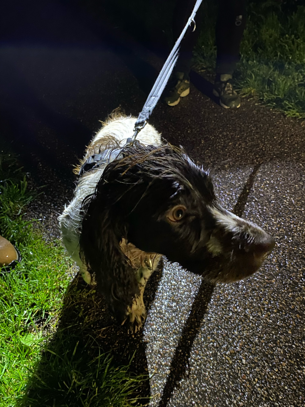 A wet Dexter after he was rescued from the canal today. (Photo:  Middlewich Fire Station)