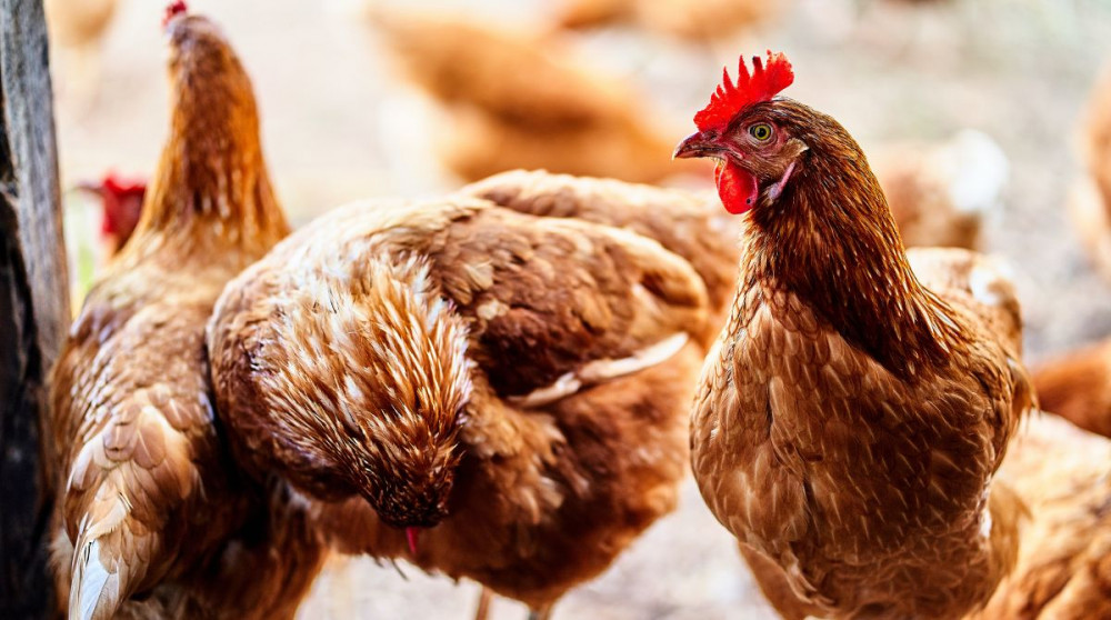 The strength and widespread nature of the current bird flu strain could cause a food supply shortage for Christmas of meats like chicken, turkey and duck, according to a medical microbiology expert from Kingston University.