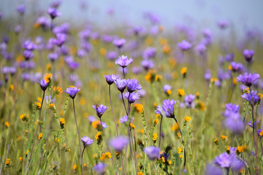 Wildflower meadows are being created at a number of sites in Hitchin. CREDIT: Unsplash 