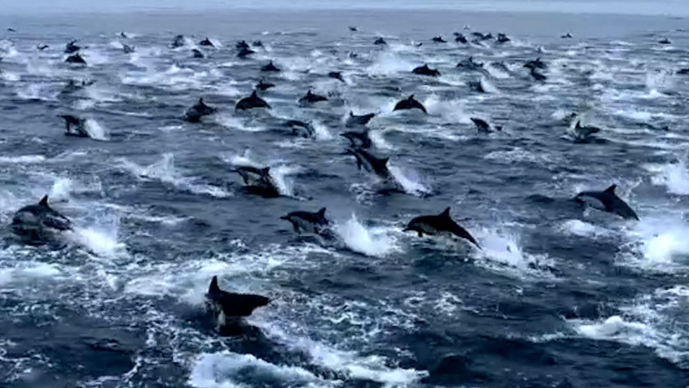 Dolphin stampede (SWNS)