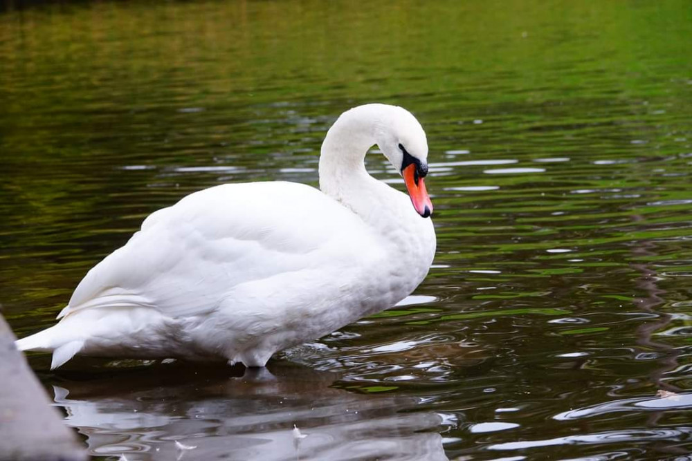 A popular Queens Park swan was sadly put down due to a suspected case of Bird Flu on Thursday - November 10 (Steve Clarke).