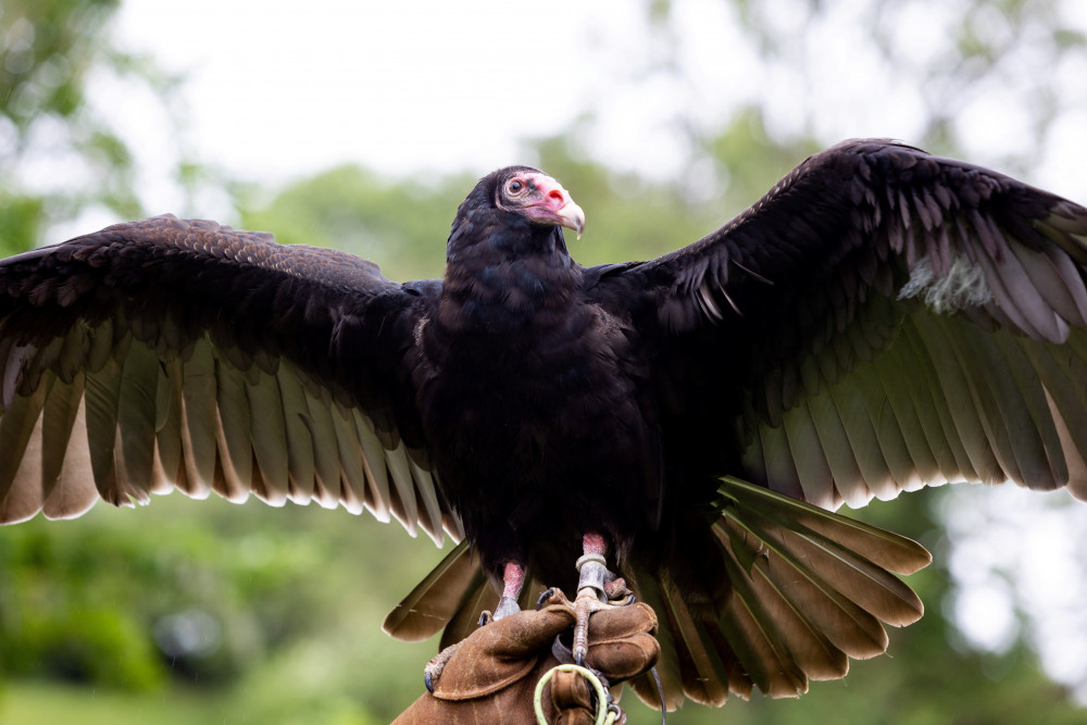 Gothic Falconry will come to Kenilworth Castle this weekend (Image via SWNS)