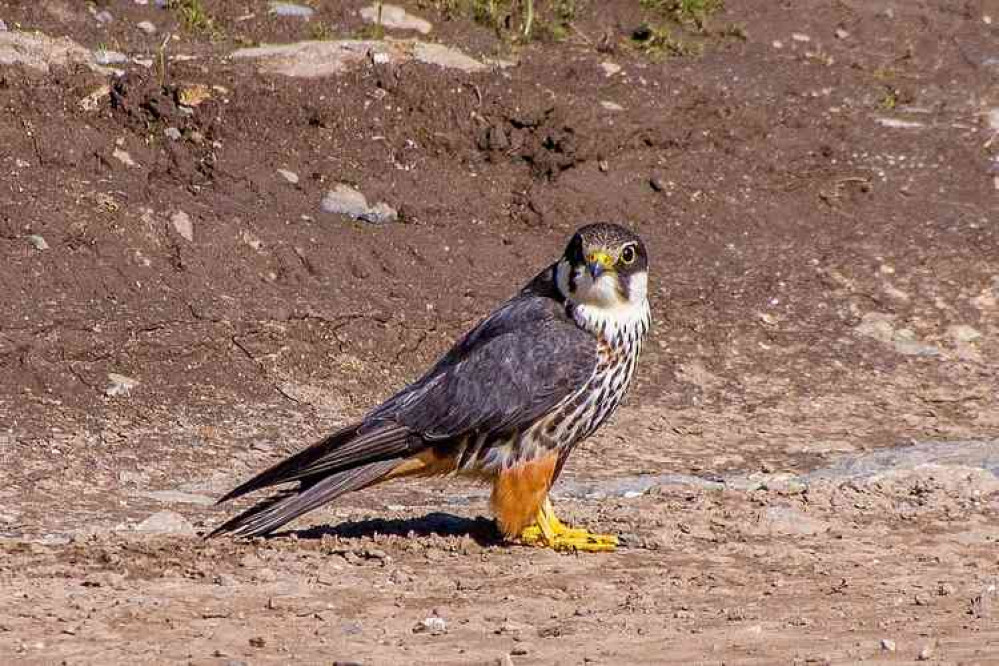 A Eurasian Hobby Falcon
