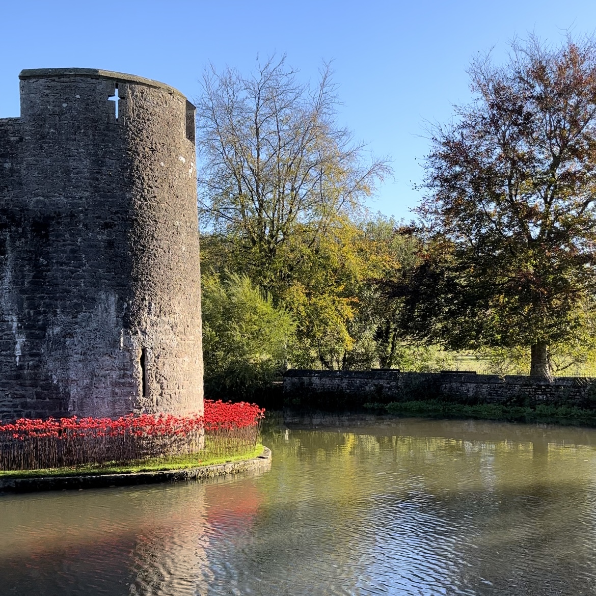 Poppies at the Bishop's Palace in Wells