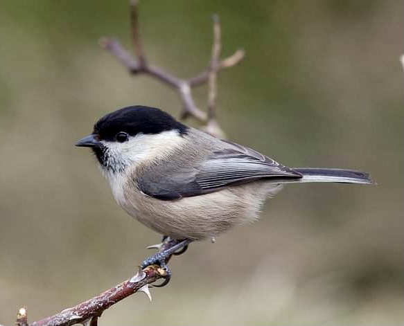 Willow Tits are the UK's most threatened resident bird. They breed in the wet woodland at Danes Moss. Photo credit: David Tolliday