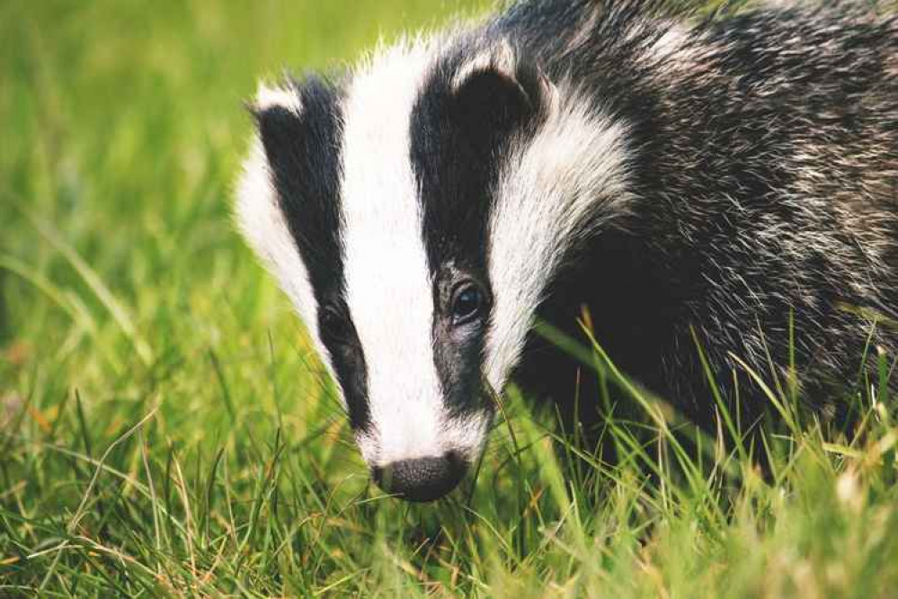 Essex Wildlife Trust has vowed not to allow voluntary access to its land for badger culling