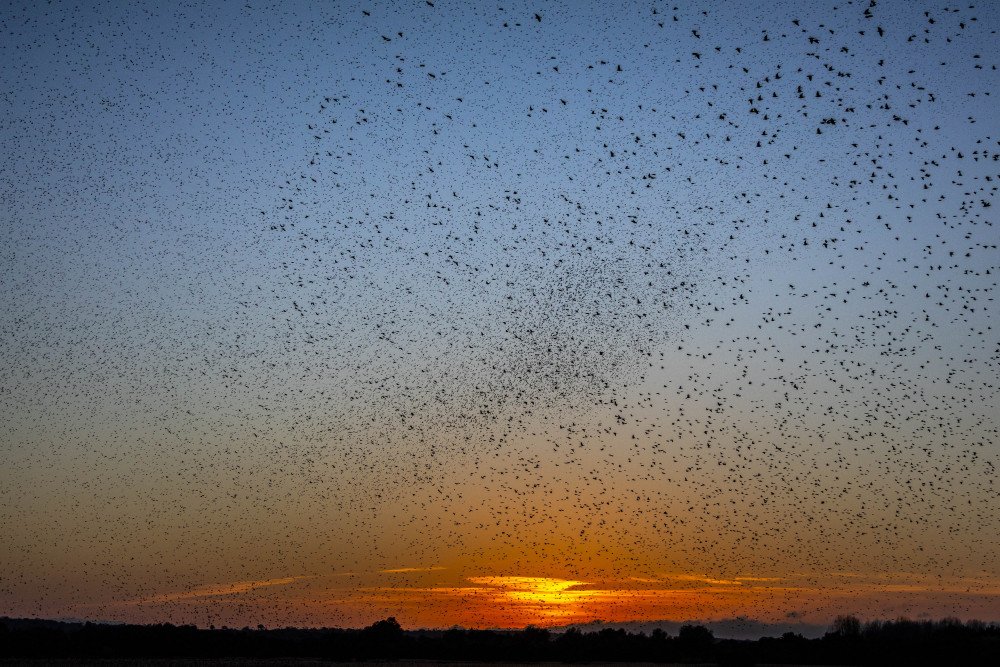 Murmuration (Picture: Robin Morrison SWNS)