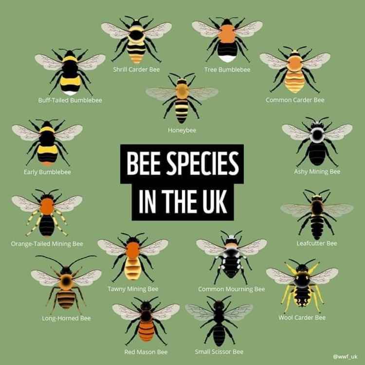 Different bee species