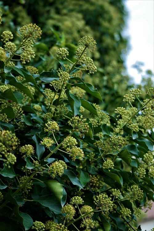 Ivy provides so much benefit to nature in your garden all year round, the flowers are fabulous starbursts that deserve a bit of credit