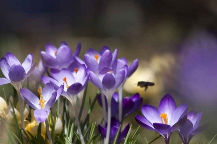 Crocus is an early flowering spring bulb with a simple petal structure that bees can access easily