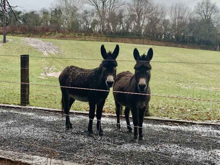 A pair of donkeys watch as we cross over Ashton Brook