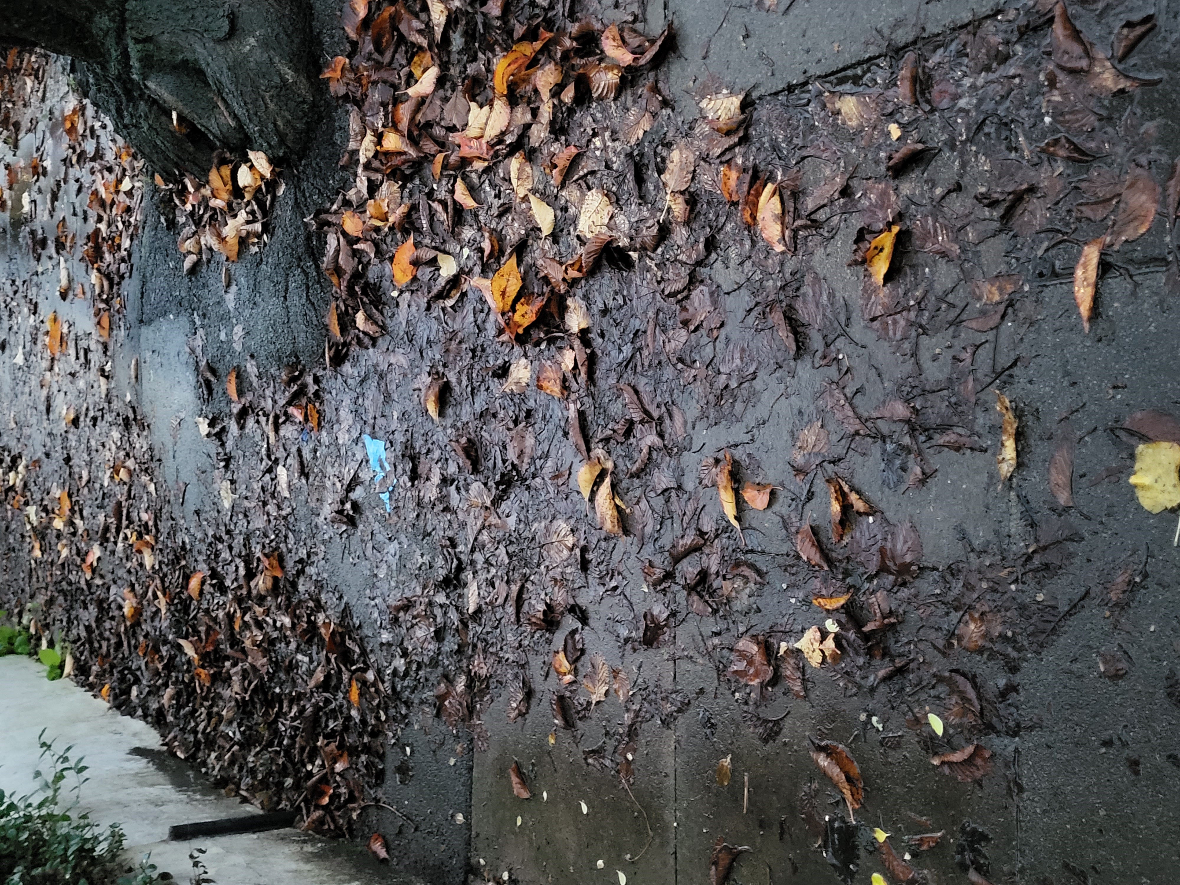 Rain and leaf sodden pavements Church Path