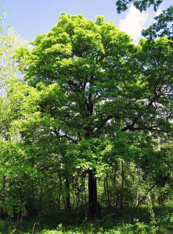 Sorbus torminalis: also known as Wild Service Tree