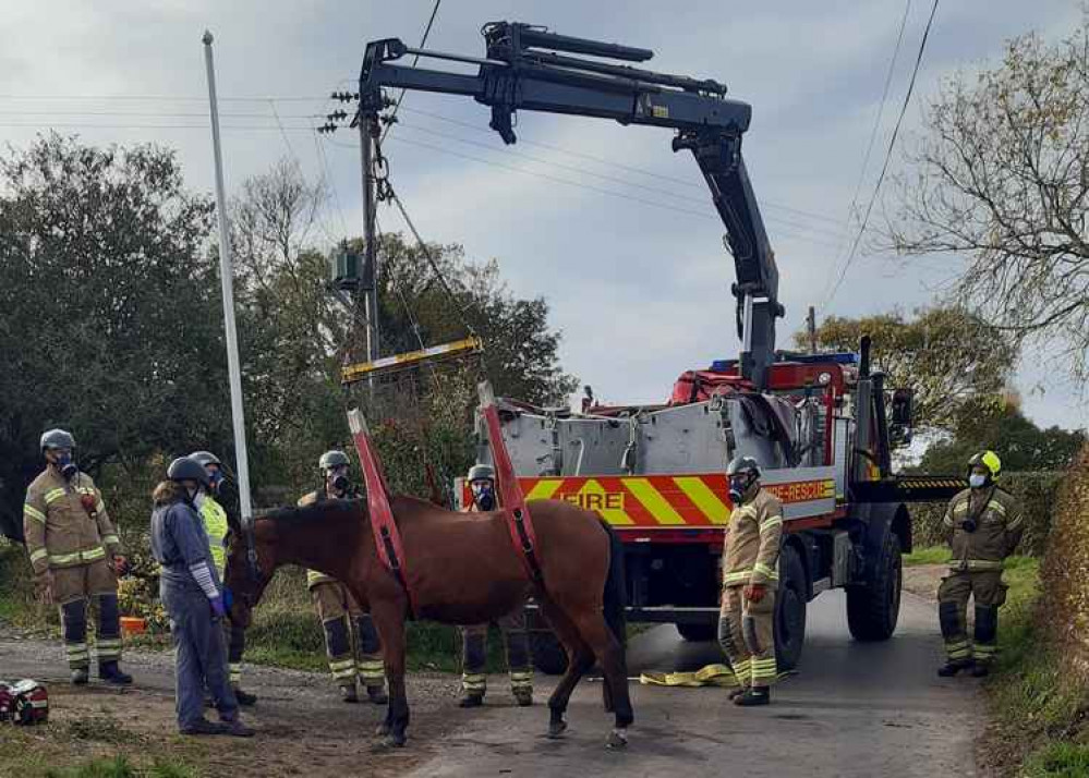 The horse was rescued by firefighters from Maldon and Chelmsford