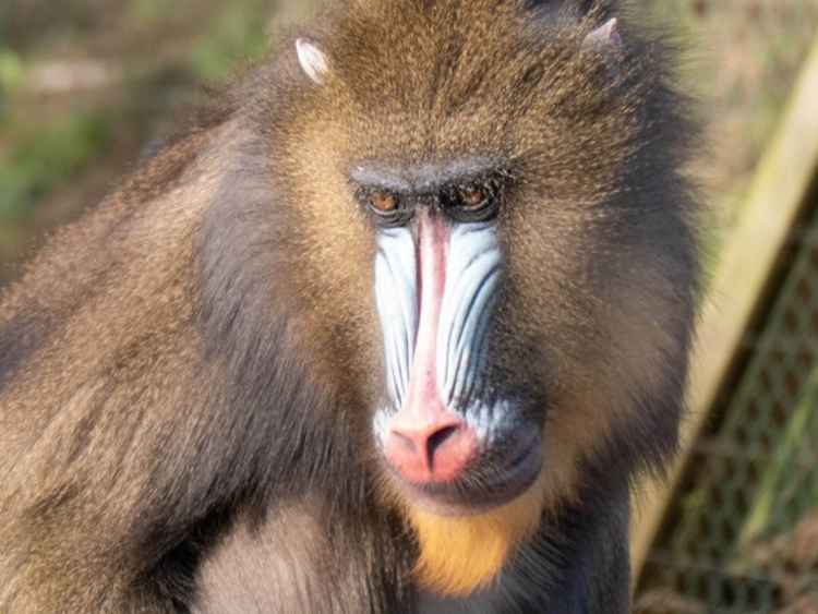 'Baboon' by Paul Madge