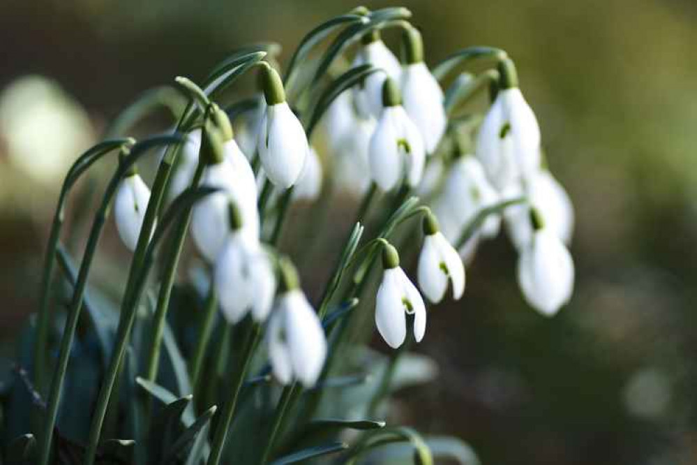 Snowdrops. Image: Unsplash