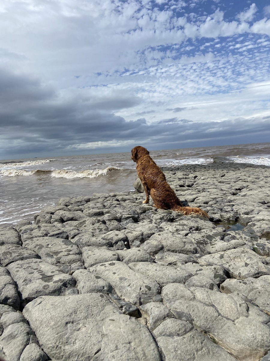 Sea Walks by Dan Fawden - U18 winner