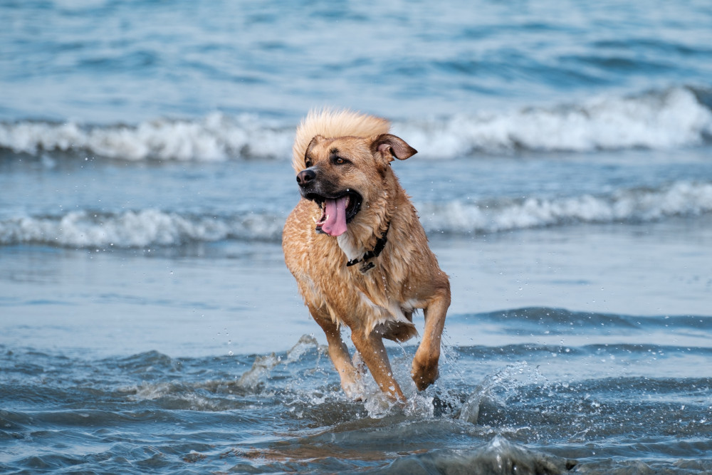 Have your say on restrictions for dogs on Cornish beaches Have your say on restrictions for dogs on Cornish beaches