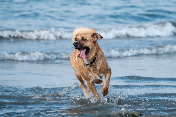 Have your say on restrictions for dogs on Cornish beaches 