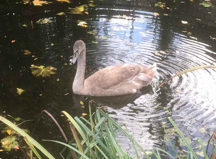 The canal's 2020 cygnets are almost fully grown