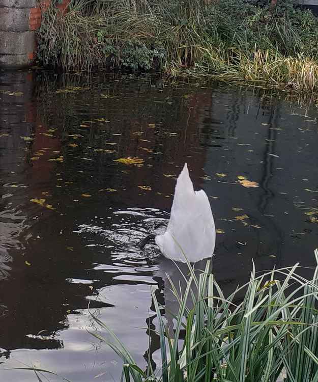 Bottoms up: one of the adult swans takes a dip