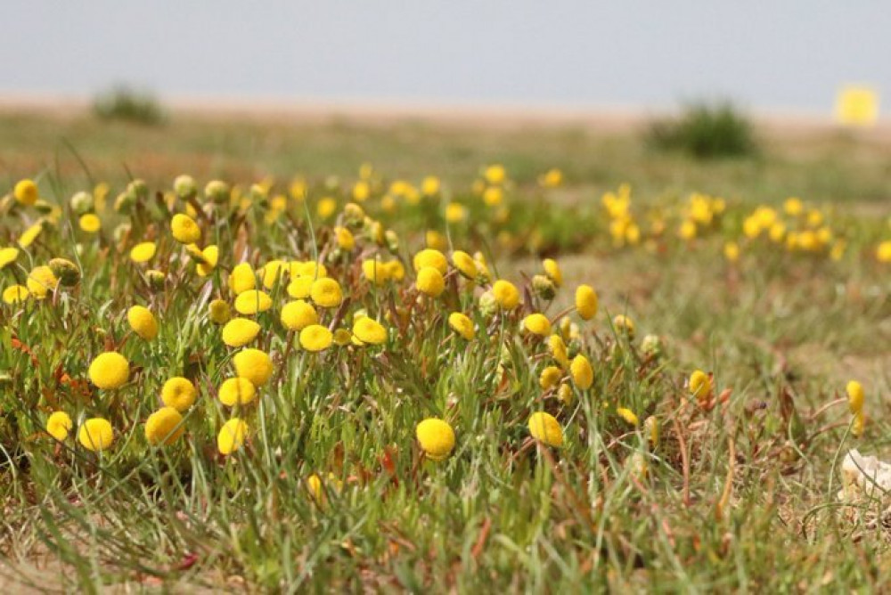 Yellow flowers growing on Hoylake Beach. Photo credit: Joshua Styles