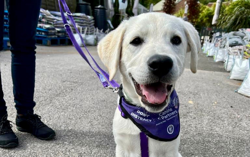 You can train a puppy like this. Photos: Canine Partners