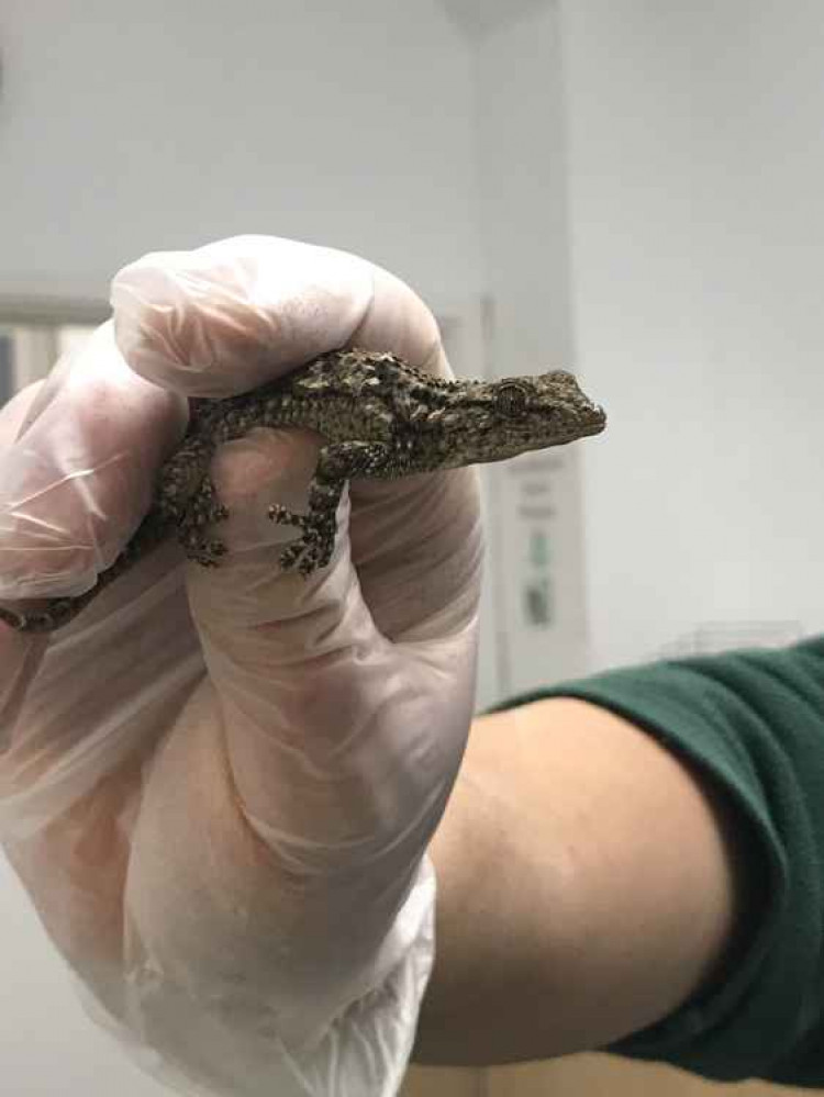 One of the little geckos rescued from a shipping container in Essex