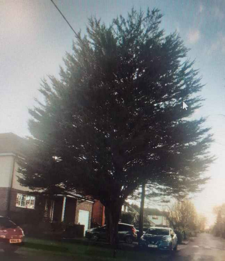 A photo of the leylandii included with the council report